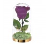 Trandafir criogenat Purple Velvet Gotti