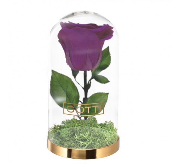 Trandafir criogenat Purple Velvet Gotti