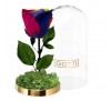 Trandafir criogenat Multicolor XXL Gotti