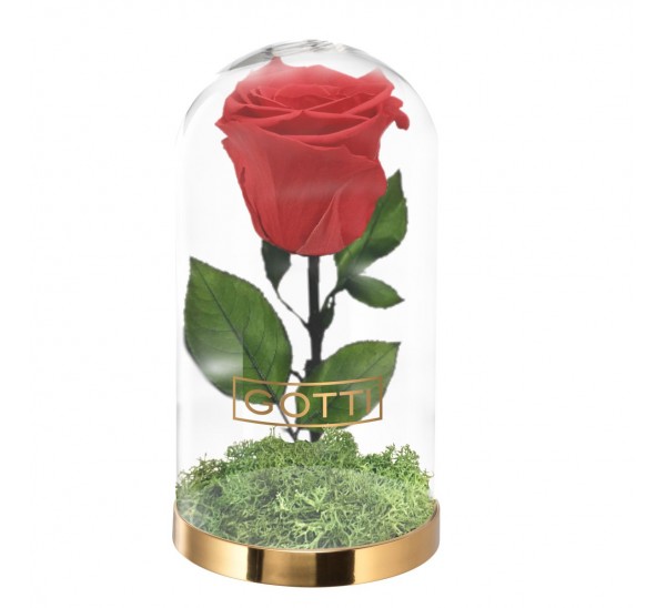 Trandafir criogenat Roșu Gotti